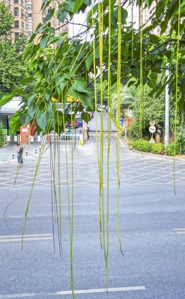 皇冠信用網在哪里开通_武汉这条路上大量出现皇冠信用網在哪里开通，长达1米！到底是啥？