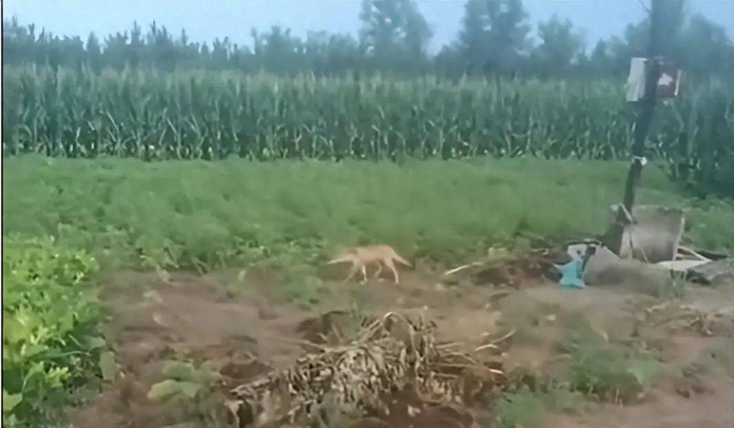 法国甲组联赛_陕西榆林青云镇有狼外逃？当地回应：是狼犬法国甲组联赛，目前击毙6条，未逃的15条狼犬也已击毙