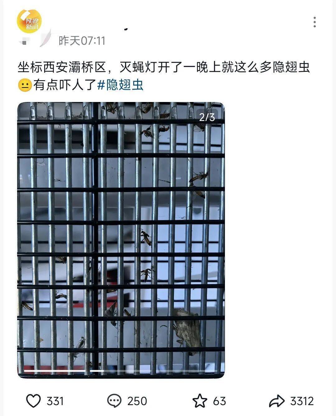 皇冠信用盘_西安多区发现隐翅虫？千万别拍皇冠信用盘！毒液堪比硫酸