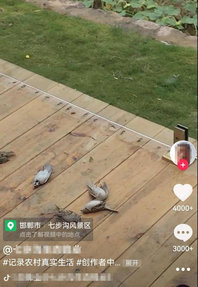 皇冠体育App下载_一群麻雀飞着飞着纷纷坠亡皇冠体育App下载,林业部门:可能是中毒了,将联合公安调查