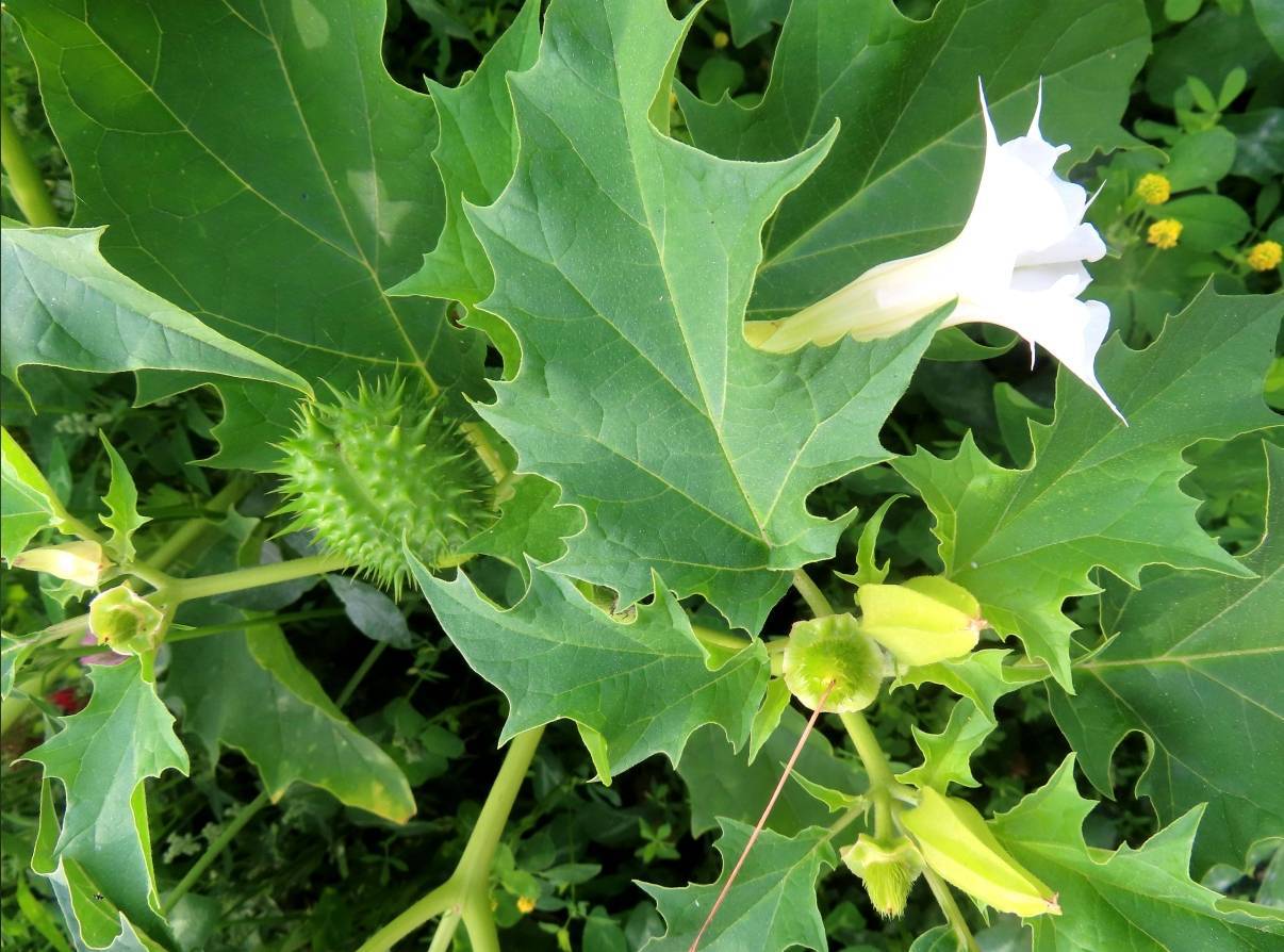 怎么开皇冠信用网_一口药酒下肚怎么开皇冠信用网，半小时后毒发，毒性植物曼陀罗可轻易网购