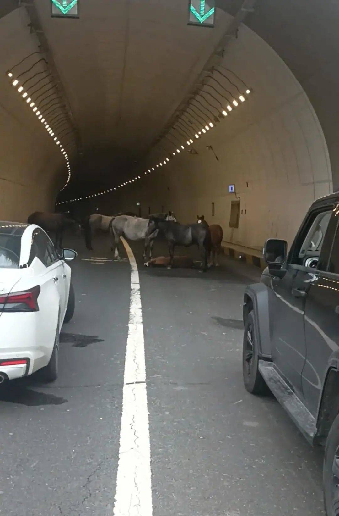 皇冠信用網如何开户_一匹小马倒在隧道里皇冠信用網如何开户,五匹大马围住“拦路求助”,警方称已到现场处理