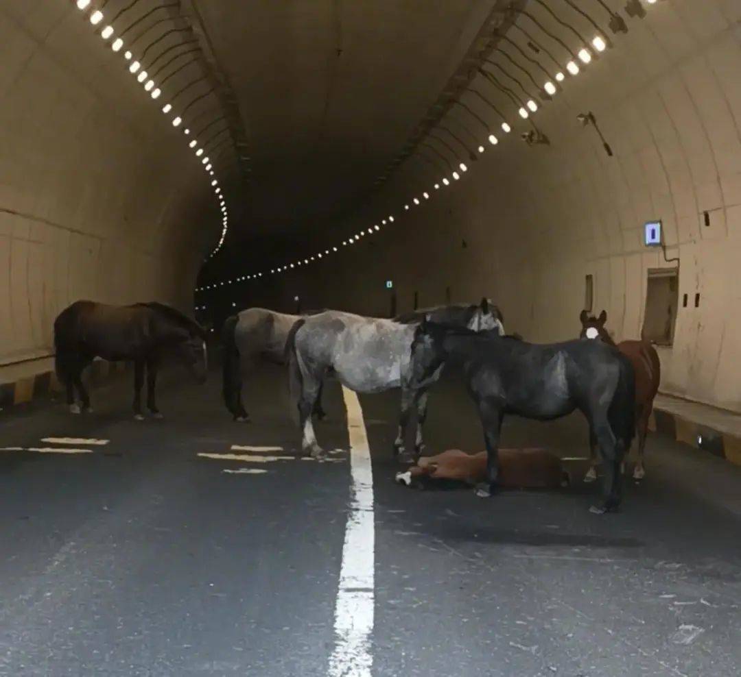 皇冠信用網如何开户_一匹小马倒在隧道里皇冠信用網如何开户,五匹大马围住“拦路求助”,警方称已到现场处理