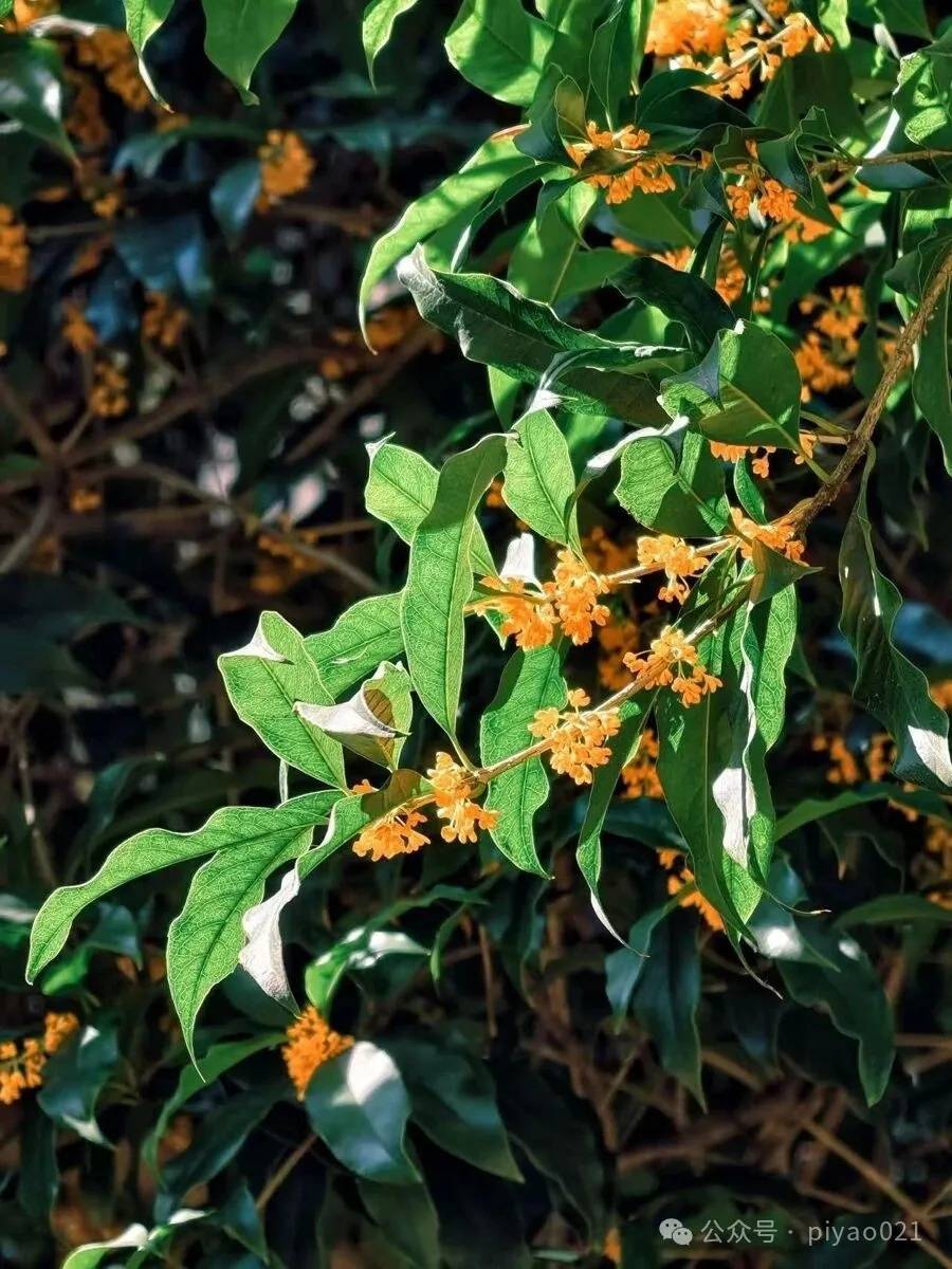 皇冠信用网会员
_这两天皇冠信用网会员
,上海满城都是!千万不要随便吃,容易中毒……